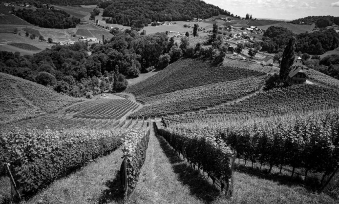 Персональная выставка Павла Шинского «Виноделы. Старый Свет / Новый Свет»