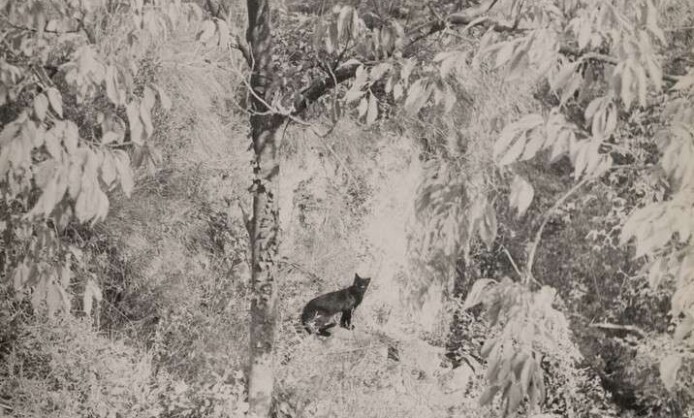 Европейская фотография 1950–1960-х годов Европейская фотография 1950–1960-х годов