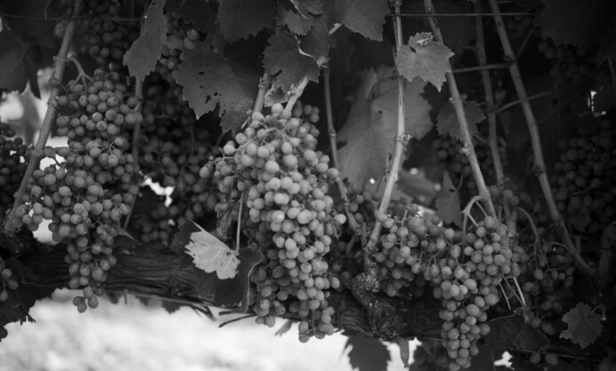 Персональная выставка Павла Шинского «Виноделы. Старый Свет / Новый Свет»