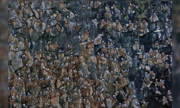 Фотовыставка по итогам международного конкурса РГО «Самая красивая страна» Фотовыставка по итогам международного конкурса РГО «Самая красивая страна»