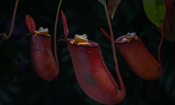 Международный фестиваль дикой природы «Золотая Черепаха» Международный фестиваль дикой природы «Золотая Черепаха»