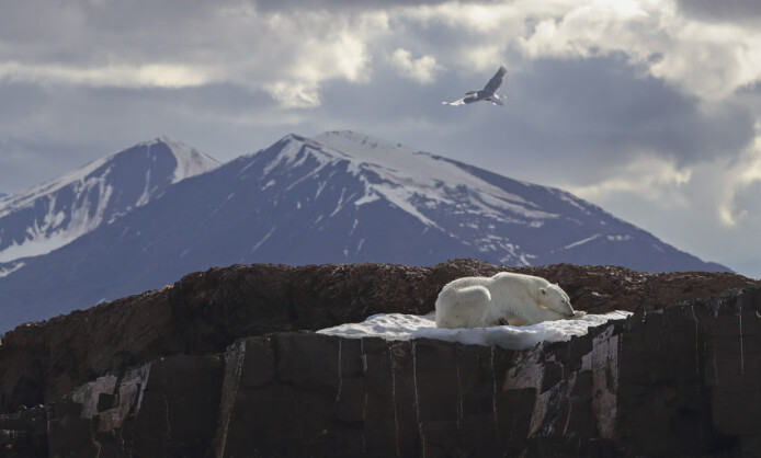 Международный фестиваль дикой природы «Золотая Черепаха» Международный фестиваль дикой природы «Золотая Черепаха»