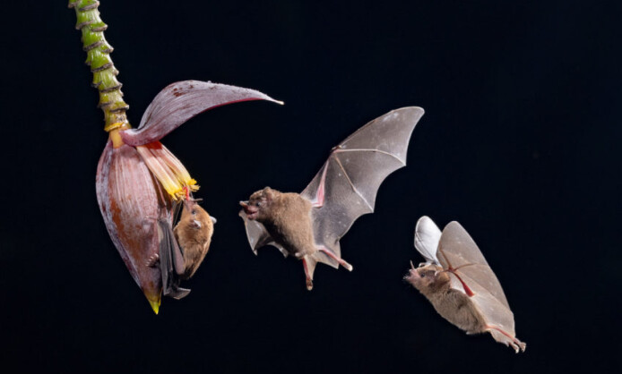 Международный фестиваль дикой природы «Золотая Черепаха» Международный фестиваль дикой природы «Золотая Черепаха»