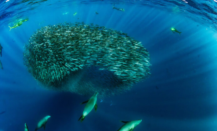 Международный фестиваль дикой природы «Золотая Черепаха» Международный фестиваль дикой природы «Золотая Черепаха»