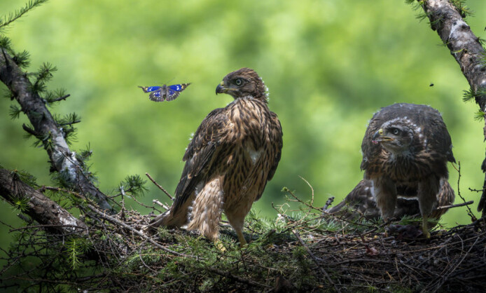 Международный фестиваль дикой природы «Золотая Черепаха» Международный фестиваль дикой природы «Золотая Черепаха»