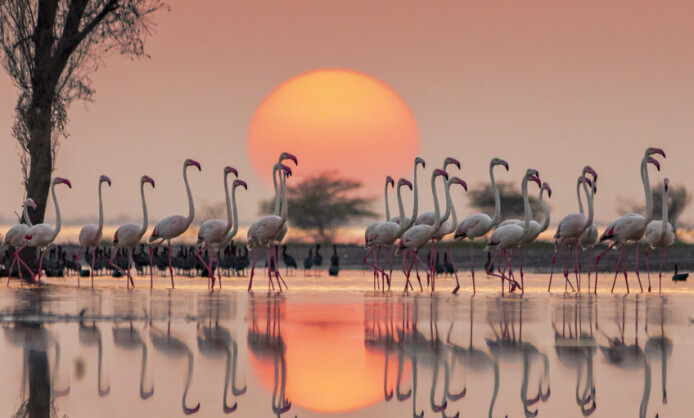 Международный фестиваль дикой природы «Золотая Черепаха» Международный фестиваль дикой природы «Золотая Черепаха»