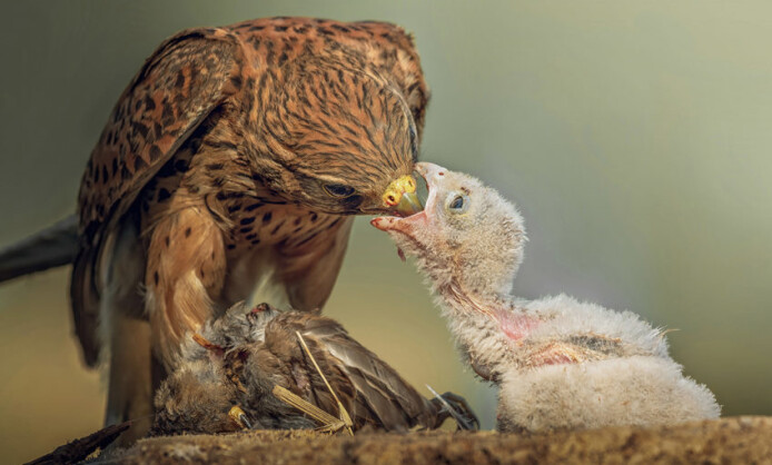 Международный фестиваль дикой природы «Золотая Черепаха» Международный фестиваль дикой природы «Золотая Черепаха»
