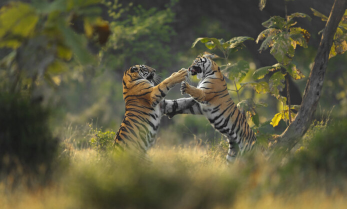 Международный фестиваль дикой природы «Золотая Черепаха» Международный фестиваль дикой природы «Золотая Черепаха»