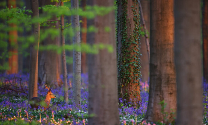 Международный фестиваль дикой природы «Золотая Черепаха» Международный фестиваль дикой природы «Золотая Черепаха»