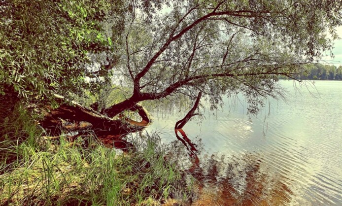 ПРИРОДА, ТЫ ПОДРАЖАЕШЬ ЕСЕНИНУ… Выставка ПРИРОДА, ТЫ ПОДРАЖАЕШЬ ЕСЕНИНУ… Выставка