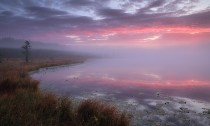 Иван Чаланов «Коми – край бореальных болот» Иван Чаланов «Коми – край бореальных болот»