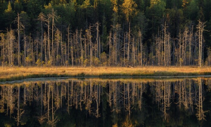 Иван Чаланов «Коми – край бореальных болот» Иван Чаланов «Коми – край бореальных болот»