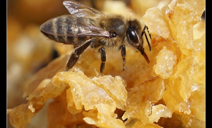 Персональная выставка Ольги Шевцовой «Сладкая жизнь» Персональная выставка Ольги Шевцовой «Сладкая жизнь»