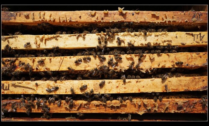 Персональная выставка Ольги Шевцовой «Сладкая жизнь» Персональная выставка Ольги Шевцовой «Сладкая жизнь»