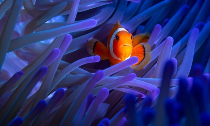 XI Фестиваль подводной фотографии «Дикий подводный мир» XI Фестиваль подводной фотографии «Дикий подводный мир»