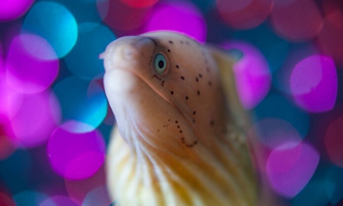 XI Фестиваль подводной фотографии «Дикий подводный мир» XI Фестиваль подводной фотографии «Дикий подводный мир»