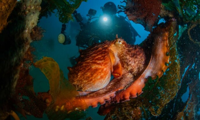 XI Фестиваль подводной фотографии «Дикий подводный мир» XI Фестиваль подводной фотографии «Дикий подводный мир»