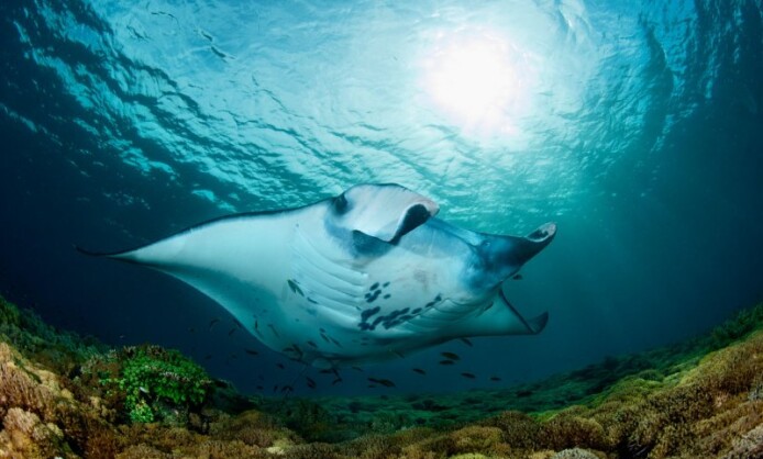 XI Фестиваль подводной фотографии «Дикий подводный мир» XI Фестиваль подводной фотографии «Дикий подводный мир»