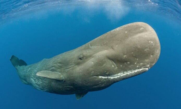 XI Фестиваль подводной фотографии «Дикий подводный мир» XI Фестиваль подводной фотографии «Дикий подводный мир»