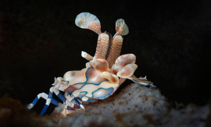 XI Фестиваль подводной фотографии «Дикий подводный мир» XI Фестиваль подводной фотографии «Дикий подводный мир»