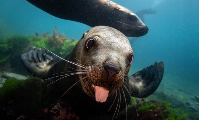 XI Фестиваль подводной фотографии «Дикий подводный мир» XI Фестиваль подводной фотографии «Дикий подводный мир»