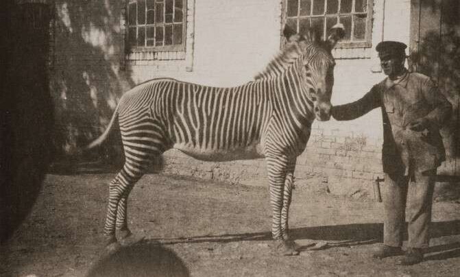 Аскания-Нова. Письма из земного рая Аскания-Нова. Письма из земного рая