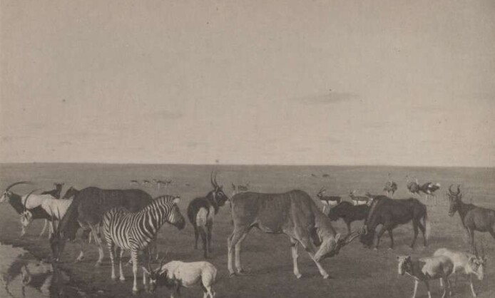 Аскания-Нова. Письма из земного рая Аскания-Нова. Письма из земного рая