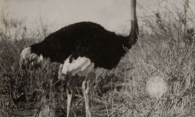 Аскания-Нова. Письма из земного рая Аскания-Нова. Письма из земного рая
