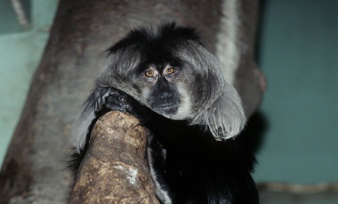 Приматы выставка фотохудожника Александра Авалова