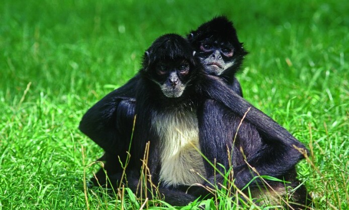 Приматы выставка фотохудожника Александра Авалова