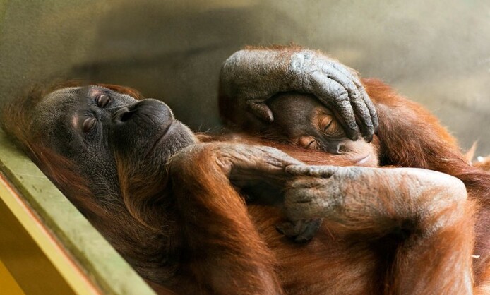 Приматы выставка фотохудожника Александра Авалова