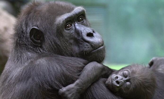Приматы выставка фотохудожника Александра Авалова