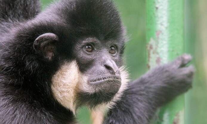 Приматы выставка фотохудожника Александра Авалова