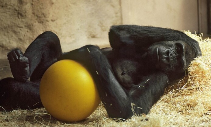 Приматы выставка фотохудожника Александра Авалова