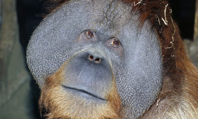 Приматы выставка фотохудожника Александра Авалова