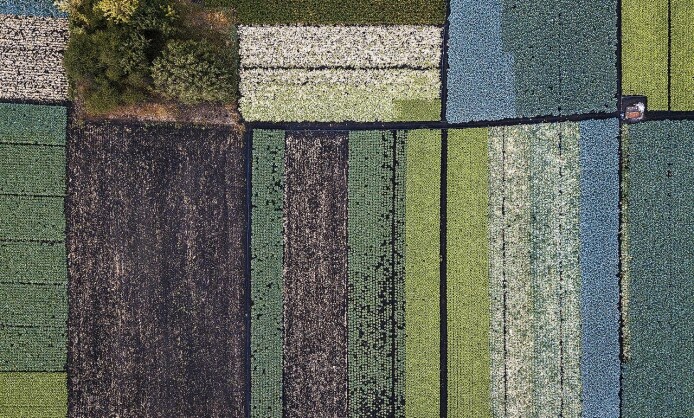 Выставка фотографий Антона Воронина «Грядки: абстракции плодородия» Выставка фотографий Антона Воронина «Грядки: абстракции плодородия»