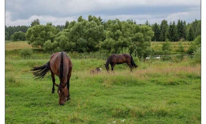 Выставка V фотофестиваля «Экология души» Выставка V фотофестиваля «Экология души»