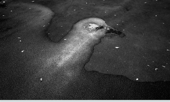 "35 лет Союзу фотохудожников России" в Ставрополе