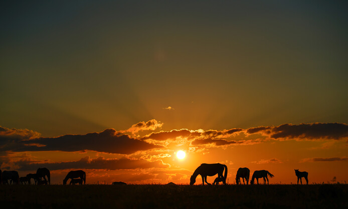 Максат Шагырбай Степь Максат Шагырбай Степь