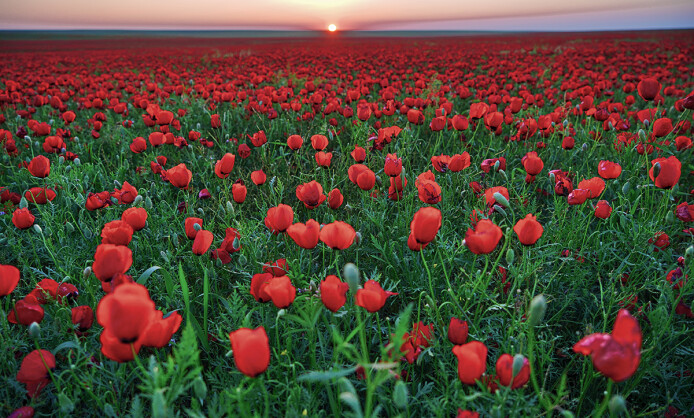 Максат Шагырбай Степь Максат Шагырбай Степь