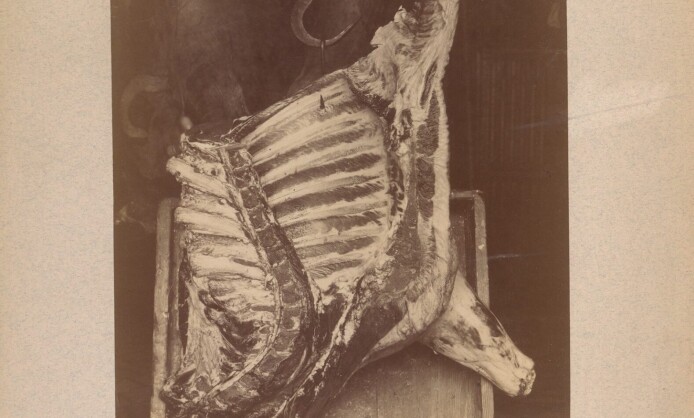 Новаторы мировой фотографии