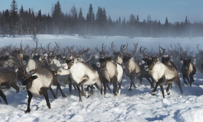 Персональная выставка Светланы Горбатых «Оленные люди» Персональная выставка Светланы Горбатых «Оленные люди»