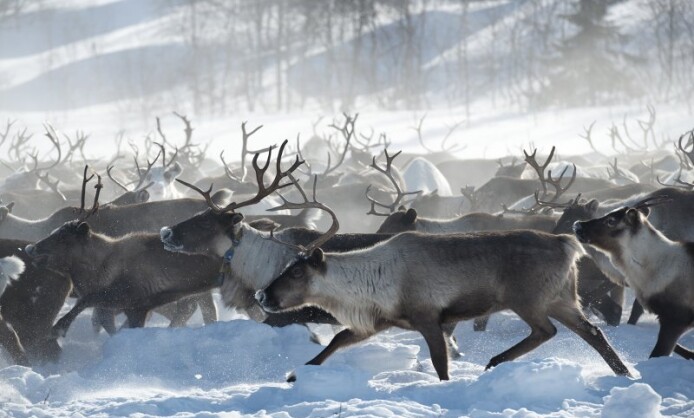 Персональная выставка Светланы Горбатых «Оленные люди» Персональная выставка Светланы Горбатых «Оленные люди»