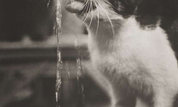 «Фотоклуб „Новатор“. ХХ век» «Фотоклуб „Новатор“. ХХ век»