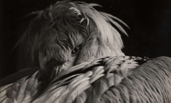 «Фотоклуб „Новатор“. ХХ век» «Фотоклуб „Новатор“. ХХ век»