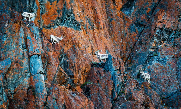 Выставка природных фотографов NATURE PHOTO TEAM Выставка природных фотографов NATURE PHOTO TEAM