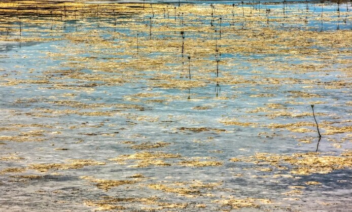 Сью Пак «Поэзия пустынных пространств» Сью Пак «Поэзия пустынных пространств»