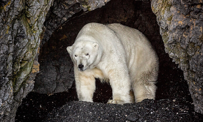 Фотовыставка Юрия Тайдакова «НА ПОЛЮСАХ ЗЕМНОГО ШАРА» Фотовыставка Юрия Тайдакова «НА ПОЛЮСАХ ЗЕМНОГО ШАРА»