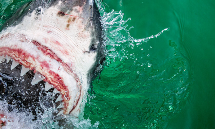 Фотовыставка Юрия Тайдакова «НА ПОЛЮСАХ ЗЕМНОГО ШАРА» Фотовыставка Юрия Тайдакова «НА ПОЛЮСАХ ЗЕМНОГО ШАРА»