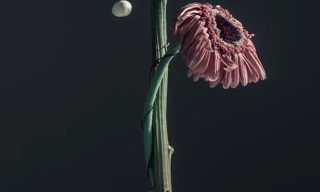 Выставка Алисы Лю «О наивной хрупкости» Выставка Алисы Лю «О наивной хрупкости»